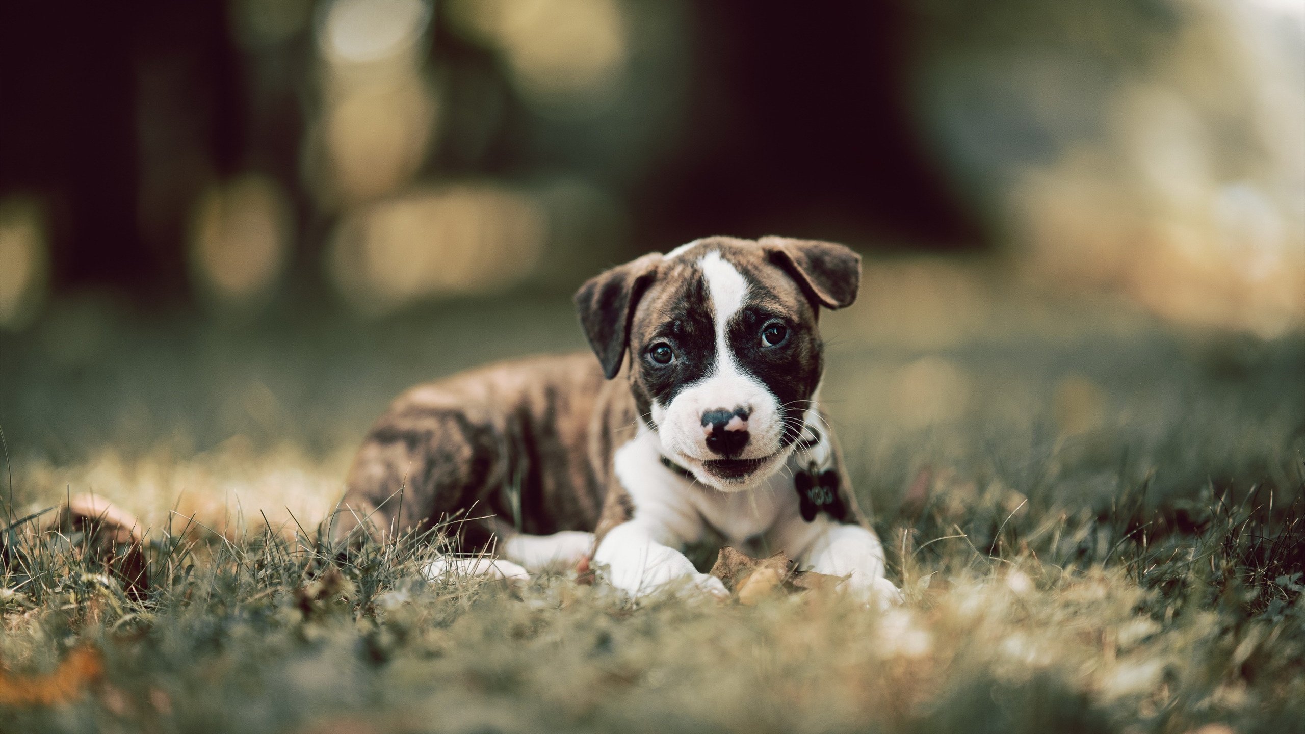 迪马利亚再创传奇！对阵厄瓜多尔一役刷新多项纪录，天使之翼永载史册