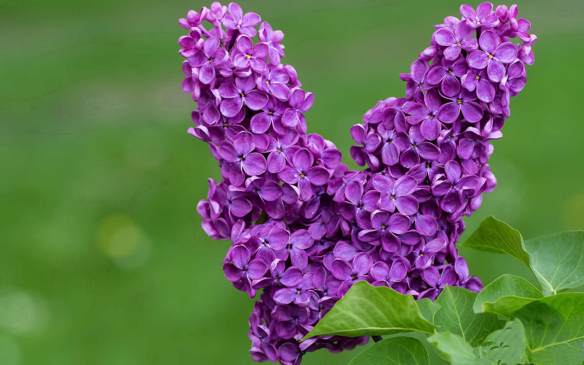 强压，当秘鲁的岩石意志，碾过尼日利亚的天赋风暴